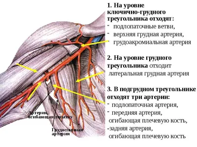 Артерии и вены верхней конечности - презентация, доклад, проект