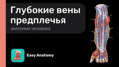 Анатомия для студентов медицинских ВУЗов (часть 4: Вены) | Good doctor |  Дзен