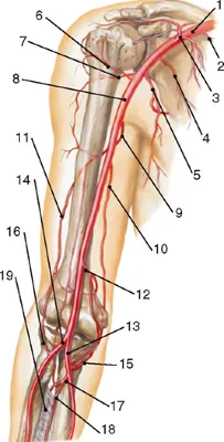 Артерии верхней конечности. Плечевая артерия. Анатомия. Лекция для врачей
