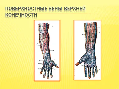 Анатомия лимфатической системы верхней конечности