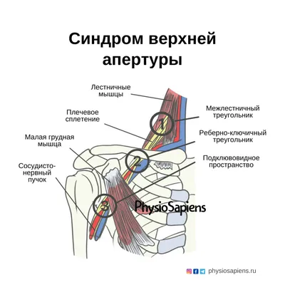 Схема клапанного аппарата вен верхней конечности - Коммуникации венозной  системы человека и клапанный аппарат - Венозная система человека - Цікава  інформація медичної спрямованості - Анатомія людини