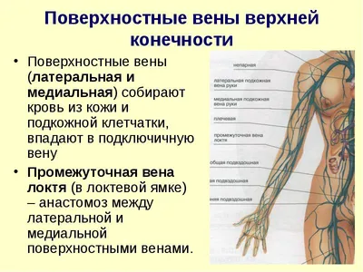 Компьютерная мультимедийная презентация к уроку "Вены большого круга  кровообращения"