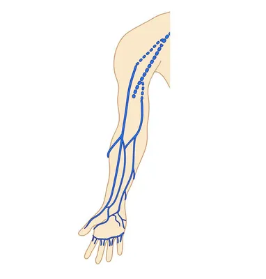 Вены верхней конечности - описание, заказать | Гэотар-мед