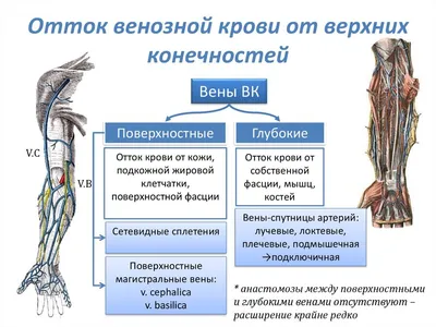 Вены верхней конечности - по атласу анатомии