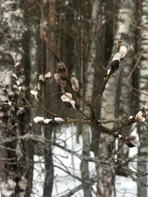 Tree Tuesday. Blooming tree. / Цветущее дерево. — Steemit