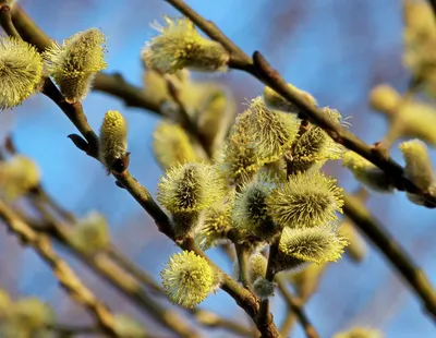 Ива остролистная (Верба) (Salix acutifolia) - описание сорта, фото,  саженцы, посадка, особенности ухода. Дачная энциклопедия.