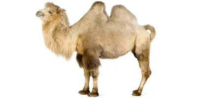 Двугорбый верблюд — Википедия