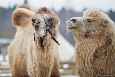 Двугорбый верблюд (Camelus bactrianus) (ferus) — Зоопарк «Лимпопо» г.  Нижний Новгород – Нижегородский зоопарк