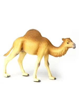 Маленький верблюд — раскраска для детей. Распечатать бесплатно.