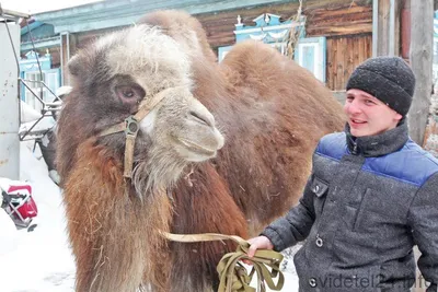 У тебя есть верблюды? Жизнь удалась!