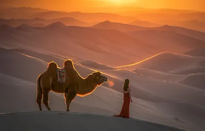 Верблюд рисунок цветной - 60 фото