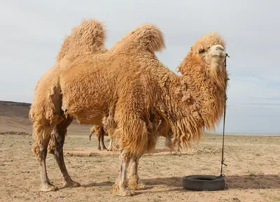 Беременный верблюд - 67 фото
