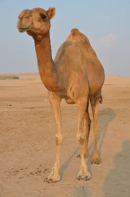 Верблюд в пустыне рисунок - 58 фото