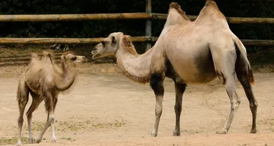 Родившегося в парке «Акбота» верблюжонка назвали Актау