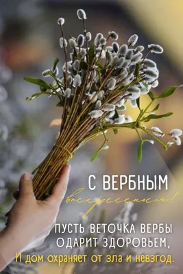 Вербное воскресенье: вековые традиции, что делать и где брать вербу, что  делать с прошлогодней вербой – 7 главных запретов, 6 дел, приметы |  Курьер.Среда | Дзен