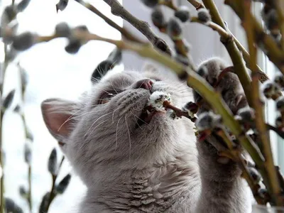 Котики верба | Grapes, Fruit