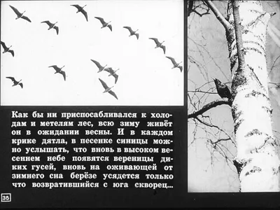 Вереница Пятачок свиной сушеный купить в Киеве по цене от 75 ₴ в Украине –  