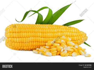 Маисовая кукуруза - 67 фото