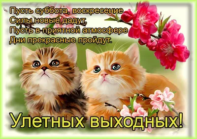 Желаем вам такой же весёлой и безбашенной субботы, как у «Сахалинских Акул»  🎉 | Instagram