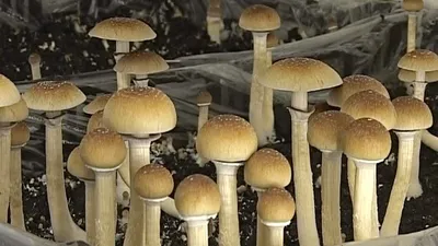 Галлюциногенные грибы растил у себя дома житель Тверской области |   | Тверь - БезФормата