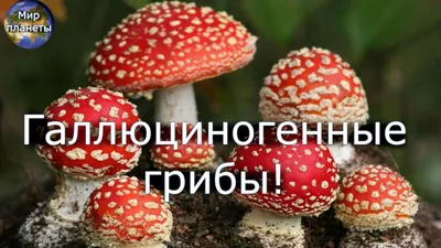 Галлюциногенные грибы