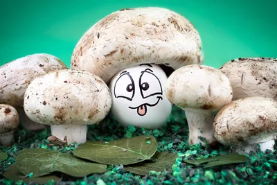 Галлюциногенные грибы | Kornak | Дзен