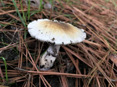 Волшебные грибы | Пикабу