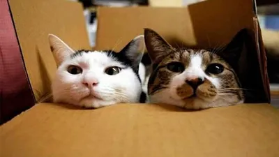 Смешные, забавные, веселые кошки. Подборка фото приколов с котами. | Пикабу