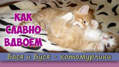 Озорные и веселые котята в добрые руки. Санкт-Петербург | Пикабу
