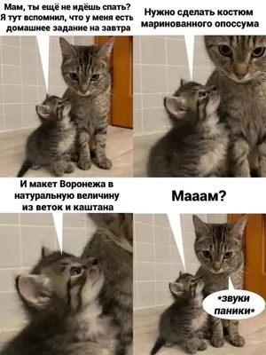 Смешные мемы с котами, которые поднимут вам настроение »  -  Источник Хорошего Настроения