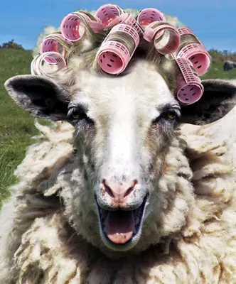 Веселые овечки #20
