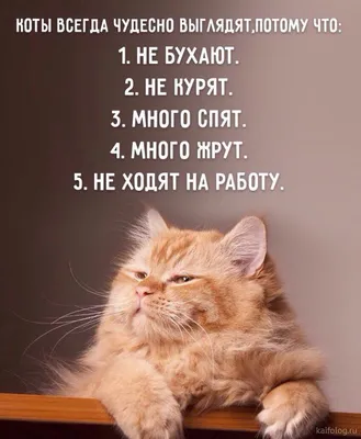 Смешные коты (60 фото) | Смешные фотографии кошек, Хмурый ... | Котята,  Смешное видео о кошках, Забавные фото