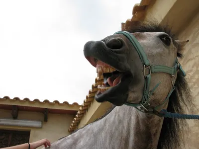 Открытки лошадь на работе смешные (80 фото) » Красивые картинки и открытки  с поздравлениями, пожеланиями и статусами - 