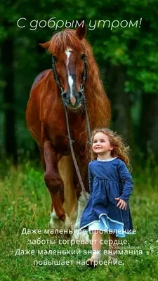 Horses Of Week on Instagram: “😄😄😍 Follow @horsesofweek for more By 📷  @ #horsesofweek” | Pferde und hunde, Urkomische tiere,  Lustige tiere