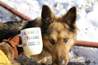 Наклейки на стену Веселые новогодние зайцы (символ 2023 кролик снежинки  надпись) Матовая Набор М 1100х500мм (ID#1711226572), цена: 450 ₴, купить на  