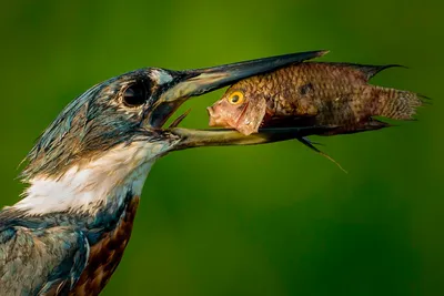 Comedy Wildlife Photography Awards 2021: смешные животные