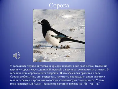 Зимующие птицы - logoped-golovny