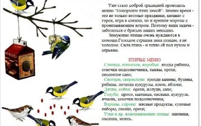 Голодный сезон: как подкармливать птиц зимой | Новости  | Дзен