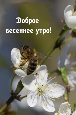 Весеннее утро ⋆ Открытки анимация