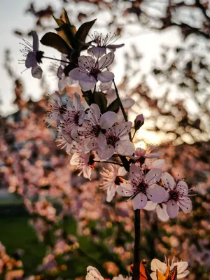 Картинки на телефон на заставку красивые вертикальные природа весна (64  фото) » Картинки и статусы про окружающий мир вокруг