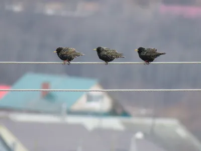 Фотофакт: в Пермь прилетают первые весенние птицы | НОВОСТИ ПЕРМИ | МОЙ  ГОРОД - ПЕРМЬ! — Новости Перми