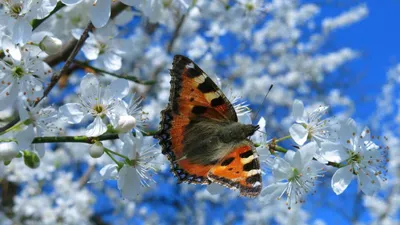 🦋 Радужная Бабочка 🦋 Весенний Дизайн Ногтей Гель-лаком для Яркого  Маникюра Рисунок Бабочки Поэтапно | Дизайн Ногтей / Маникюр ВидеоМК | Дзен