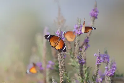 Фотошторы Весенние бабочки на цветах