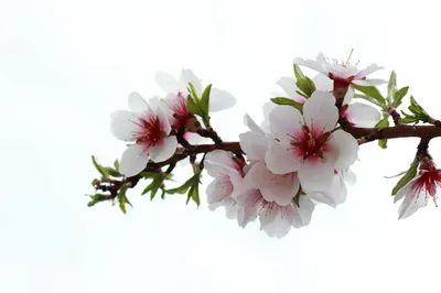 Обои на рабочий стол Весенние цветущие деревья, фотограф Андрей Главин,  обои для рабочего стола, скачать обои, обои бесплатно