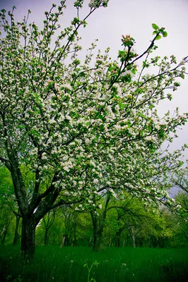 Обработка сада весной от вредителей и болезней: весенняя обработка деревьев,  чем опрыскать плодовые деревья