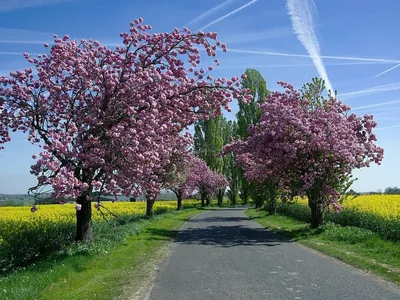 Цветущие Деревья Весной На Зеленом Поле. Фотография, картинки, изображения  и сток-фотография без роялти. Image 13695912