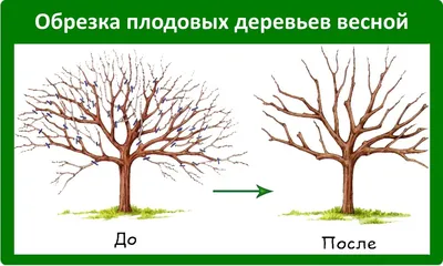 Цветущие деревья: самые красивые декоративные деревья для вашего сада |  Огород Мечты | Дзен