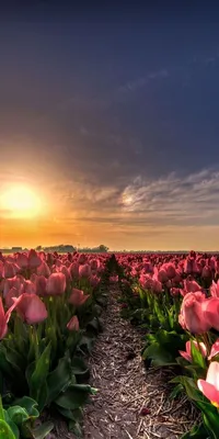 Картинки весна на заставку телефона (47 фото) • Прикольные картинки и  позитив | Beautiful nature, Flowers, Iphone wallpaper