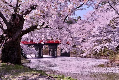 Вечерная япония, красивые весенние цветы на задний план, София Стоковое  Фото - изображение насчитывающей взорвать, весна: 158098898