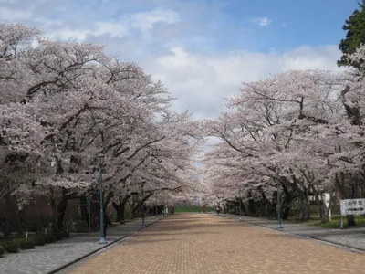 Фото Япония сакуры Himeji Castle Замки Весна город Цветущие деревья